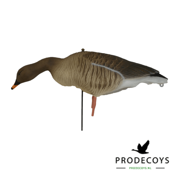 Prodecoys Rietgans Lokkers Set van 6 - Afbeelding 2