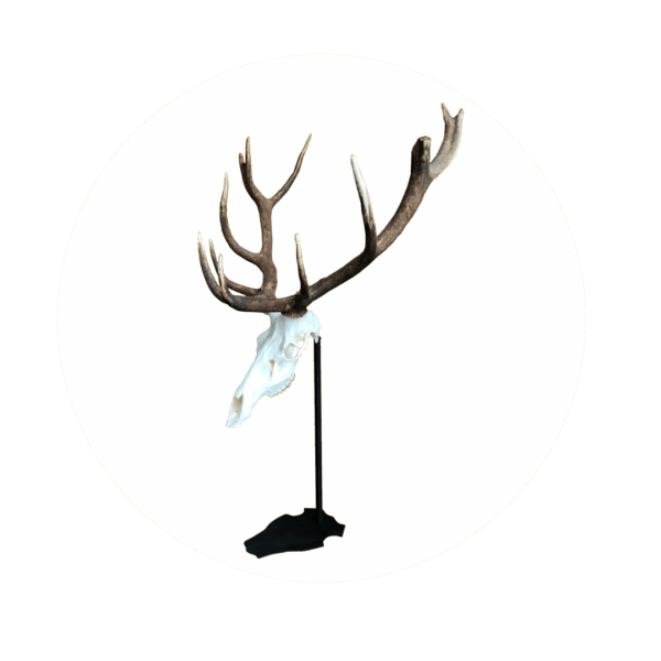 Cranium Design Trophyholder Altum 75 cm