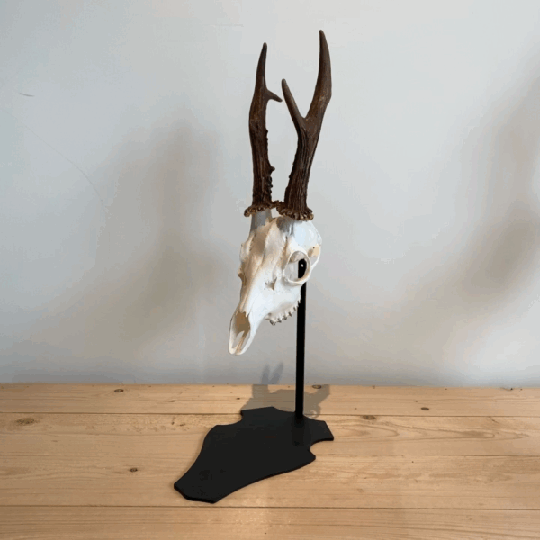 Cranium Design Trophyholder Parvus 20 cm