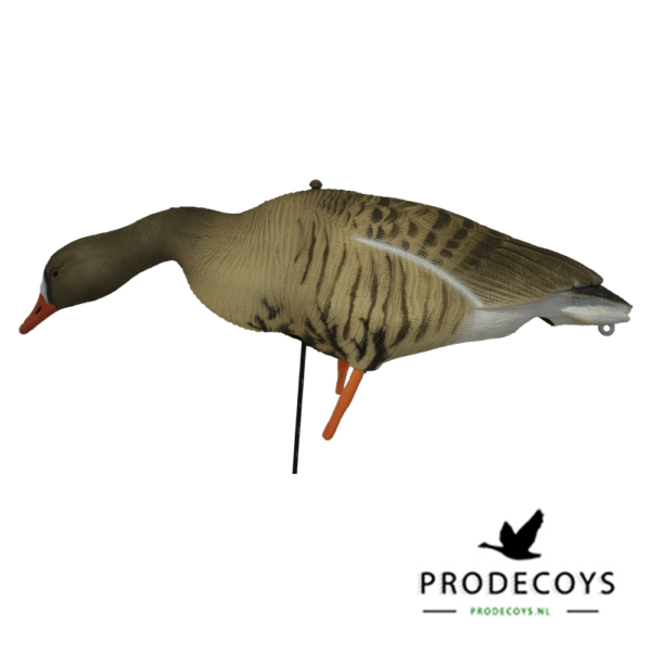 Prodecoys Kolgans Lokkers Set van 6 - Image 3