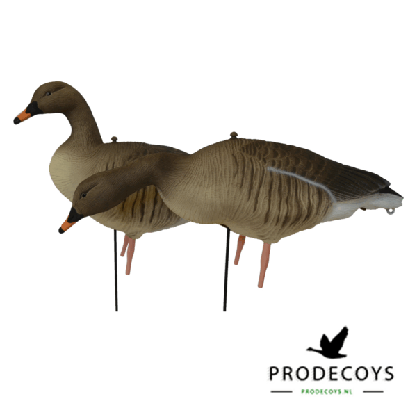 Prodecoys Rietgans Lokkers Set van 6