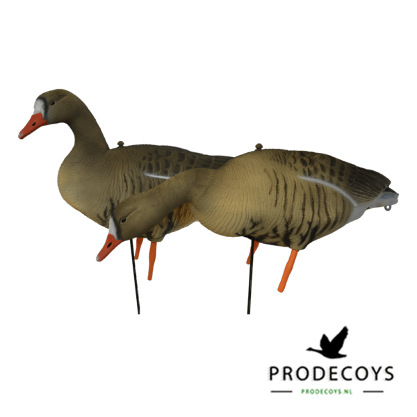 Prodecoys Kolgans Lokkers Set van 6