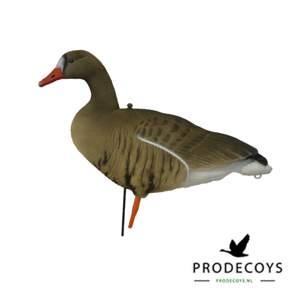 Prodecoys Kolgans Lokkers Set van 6 - Image 2
