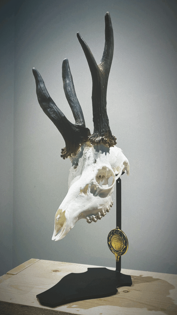 Cranium Design Trophyholder Parvus D'or